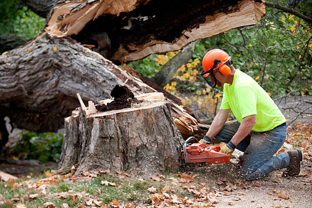 Tree Branch Trimming in St Matthews, KY